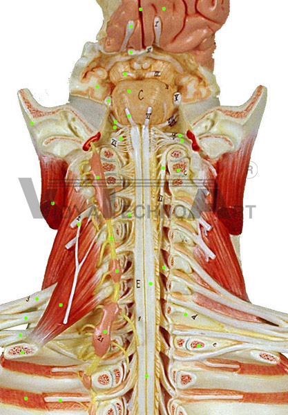 Cervical Spinal Cord